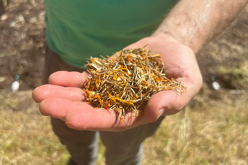 Image of man holding marigold seeds to plant in our facility's garden.