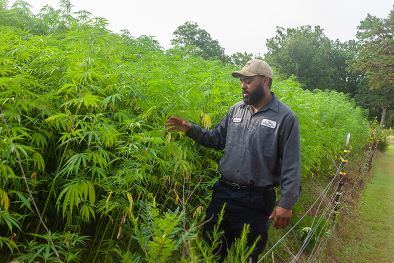 Image of farmer Rick Brown in his hemp field.