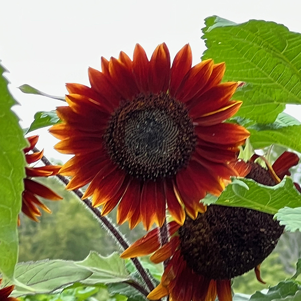 Image of sunflower grown on the property
