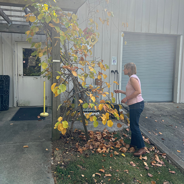 Image of Courtney picking some hardy vine kiwi.