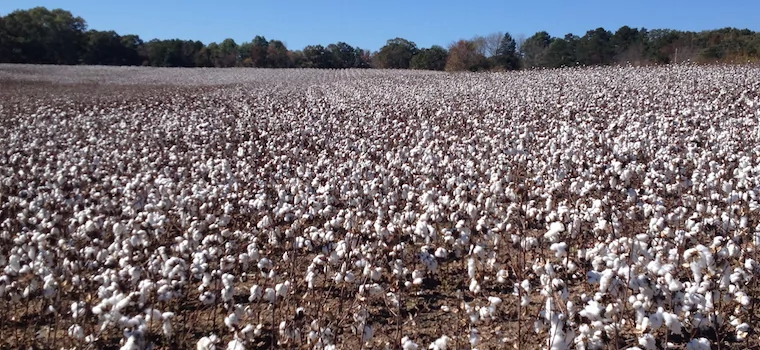 Cotton Harvest Tour ’14 – A Great Day For A Tour